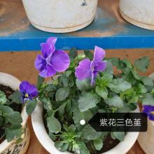 紫花三色堇