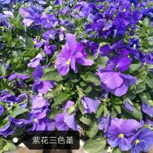 紫花三色堇